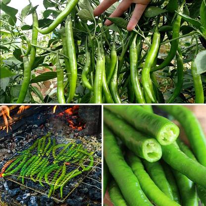 Biosnyg Long Chilli Seed