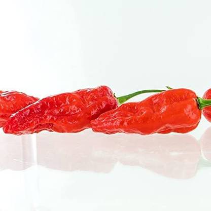 Biosnyg ®RUA-412 Komodo Dragon Pepper Chilli Seed
