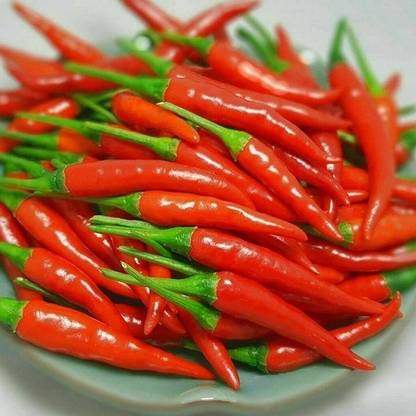 VibeX TLX-41 - Bird's Eye Chili Organic Thai Chili Pepper - (450 Seeds) Seed