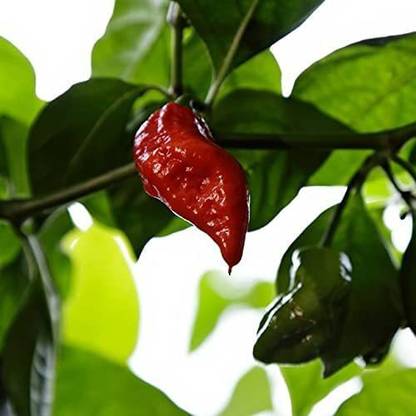 Biosnyg ®VXV-876 Jigsaw Pepper Chilli Seed