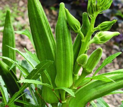 VibeX VXI-87 - Native Okra Vegetable - (1350 Seeds) Seed