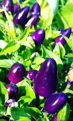 VibeX LXI-39 - Dwarf Chilli Pepper Little Blue Exotic Mini Hot Pepper - (450 Seeds) Seed