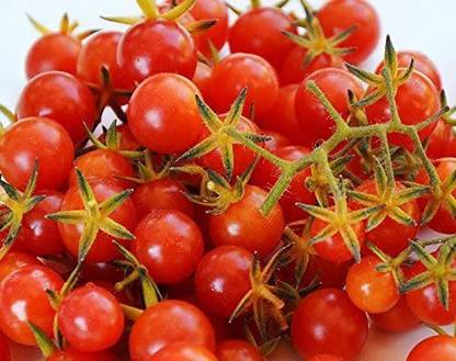 CYBEXIS XLL-18 - Sweet Pea Currant Tomato - (1350 Seeds) Seed