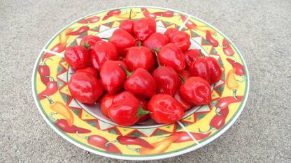 VibeX ® RXI-935 Malawi Piquante Pepper Seeds Seed