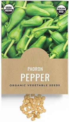 VibeX ® RXI-11 Padron Pepper Chilli Seeds Seed