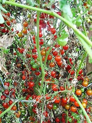 VibeX GUA-15 - Non-GMO Extra Sweet Tomato - (1350 Seeds) Seed