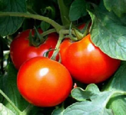 Biosnyg ®VXV-592 Better Boy Tomato Seed