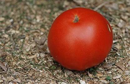 Biosnyg ®RUA-1028 Tomato - Supersonic Seed