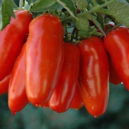 Biosnyg ™PSAU-799 San Marzano Tomato Seed