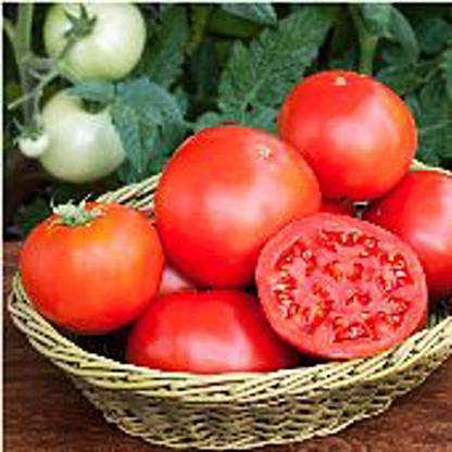 WILLVINE XLL-443 Bush Goliath Tomato Seeds Seed