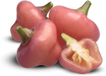 VibeX ® VXI-692 Cheiro Roxa Pepper Seeds Seed