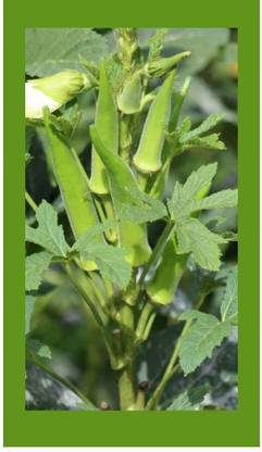 CYBEXIS GBPUT-78 - Desi Okra Varsha - (150 Seeds) Seed