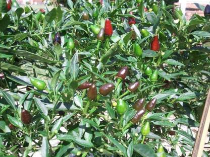 VibeX NBIR-42 - Thai Prik Ki Nu Hot Pepper Chilli - (150 Seeds) Seed