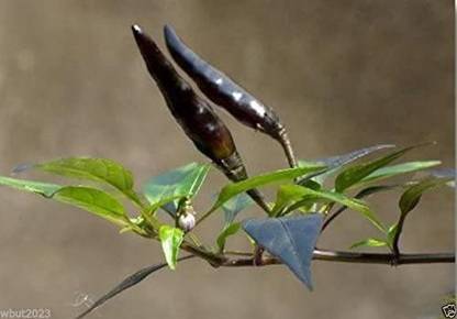 VibeX ® XXL-852 Vietnamese Devil pepper - Small,Black Seed