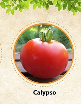WILLVINE SCI-151 Calypso tomato seeds-1000 Seeds Seed