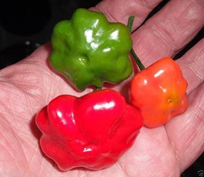 VibeX XLL-86 - Brazilian Starfish Chilli Pepper Rare Exotic - (450 Seeds) Seed