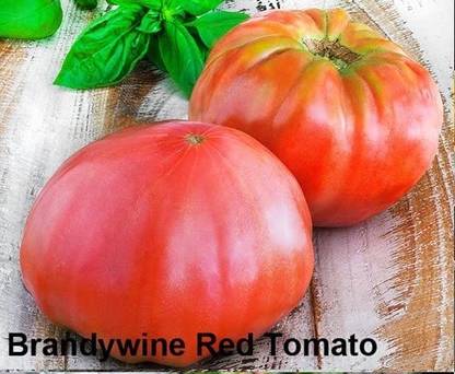 VibeX LX-30 - Brandywine Red Tomato - (450 Seeds) Seed