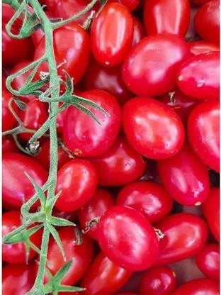 VibeX ® VLR-405 Juliet Hybrid Tomato Seeds Seed