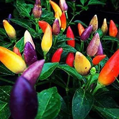 VibeX ® VMR-50 Exotic Multicolored Peppers Chilli Seeds Seed