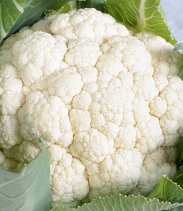 VibeX ® XXL-143 Cauliflower Snowball Seeds Seed