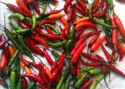 VibeX ® XLR-205 Thai Bird Eye Chili Pepper Seeds Seed
