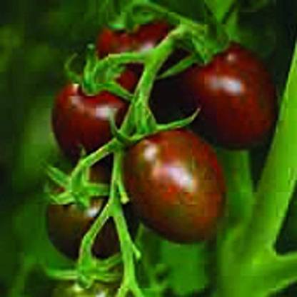 Biosnyg ™ICAR-533 Chocolate Sprinkles Tomato Seed
