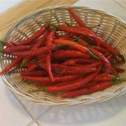 VibeX ® VXI-895 Kung Pao Pepper Chilli Seeds Seed