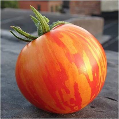 VibeX PAU-96 - Red Zebra Tomato - (150 Seeds) Seed