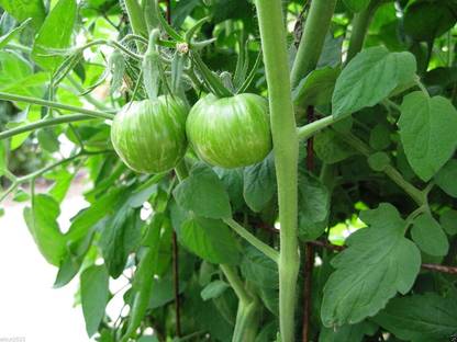 VibeX ® LXI-1017 Black Zebra Cherry Tomato Seeds Seed