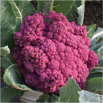 CYBEXIS ATS-50 - Purple Sicily Cauliflower - (450 Seeds) Seed