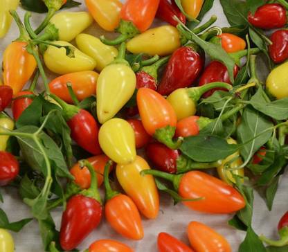 VibeX XLL-69 - Cascabella Pepper Chilli - (150 Seeds) Seed