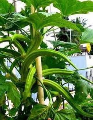 Biosnyg Elephant Tusk Okra Seed