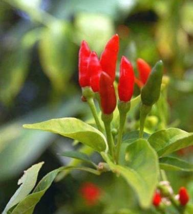 VibeX PUAS-43 - Prik Ki Nu Hot Chilli - (150 Seeds) Seed