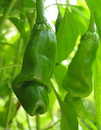 Biosnyg ™CIAR-341 ORANGE Tulbert Chilli Seed
