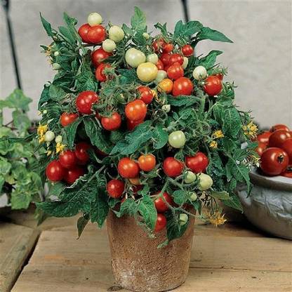 Biosnyg ®GBPUT-406 Micro Tom Tomato Seed
