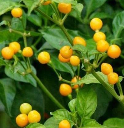 VibeX ® LXI-458 Aji Charapita Peppers. Hot Chilli Seed