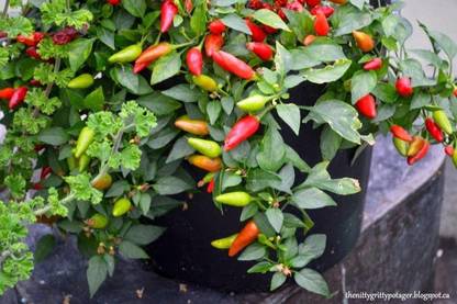 VibeX LX-98 - Firecracker-(Indian Hybrid) Chilli Long Thin Chilli - (1350 Seeds) Seed