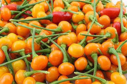 Biosnyg ™PSAU-763 Aji Charapita Chilli Seed