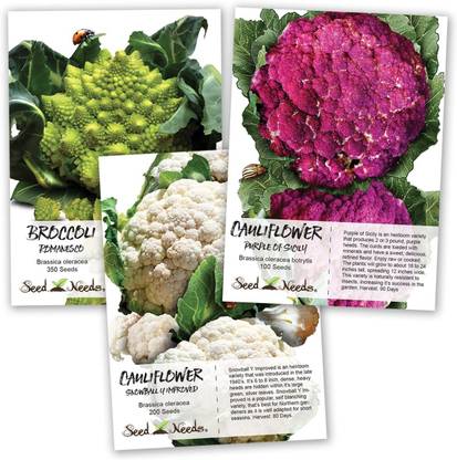 VibeX GUA-15 - Cauliflower-3 Variety-Romanesco,Purple Sicily,Snowball - (150 Seeds) Seed