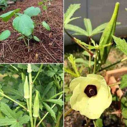 CYBEXIS LXI-73 - Hybrid Vegetable Okra (Bhindi) - (450 Seeds) Seed