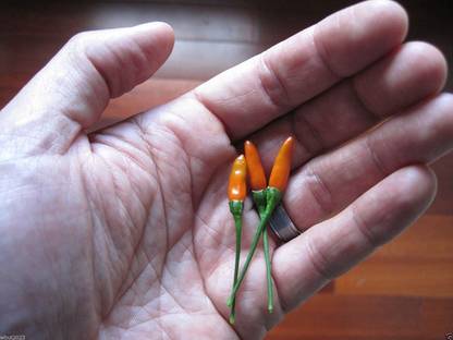 VibeX NDIR-85 - Pepper Siling Labuyo Filipino Bird's Eye Chili - (150 Seeds) Seed