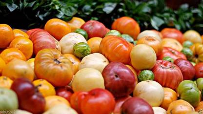 VibeX ® VLR-1014 Heirloom Tomato Seeds (All Sort Mix) Seed