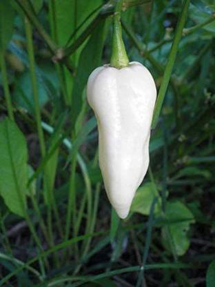 VibeX ® VLR-322 Bhut Jolokia, White Ghost Chili Pepper, World's Hottest Pepper Seeds Seed