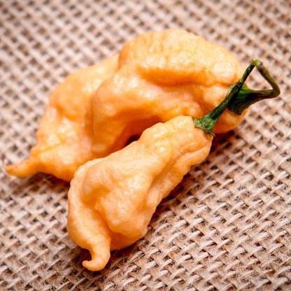 WILLVINE VVI-793 Jay’s Peach Ghost Scorpion Pepper Chilli Seeds Seed