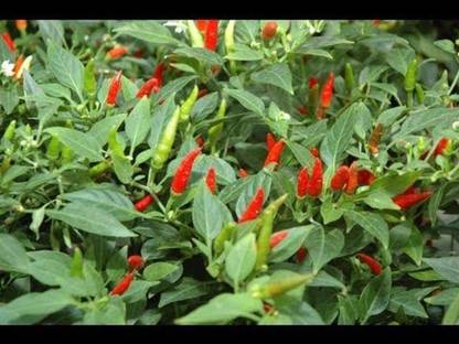 VibeX GUA-83 - Thai Chilli Hot Pepper - (150 Seeds) Seed