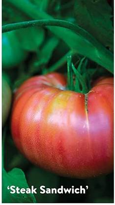 Biosnyg Steak Sandwich Tomato Seed