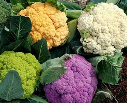 VibeX ® VXI-53 Cauliflower Mix of 5 Varieties Seeds Seed