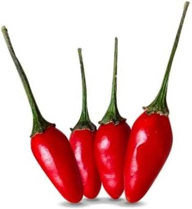 WILLVINE TLX-575 Guam Boonie Pepper Seeds Rare Hot Chili Seed