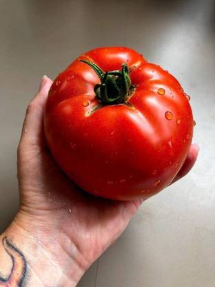 Biosnyg ®IACR-478 Beefsteak Tomato - Non-GMO Seed