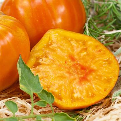 Biosnyg ™VXI-911 Marvel Stripe Tomato Seed